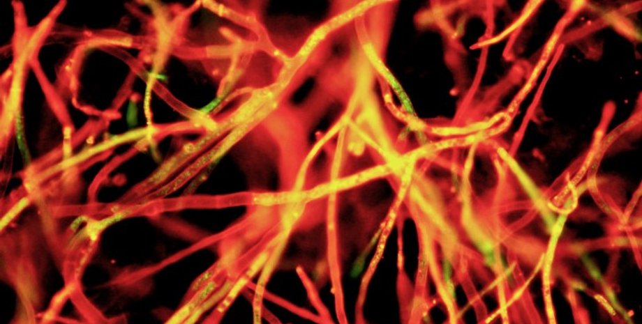 гриби, міцелій, міцелій грибів