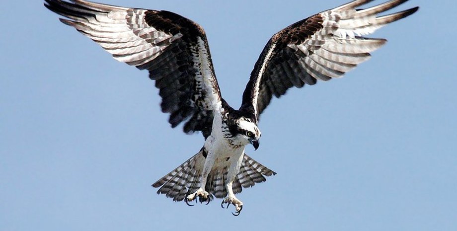 Скопа, птица, США, Нью-Джерси, электричество