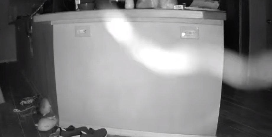 нога паука, камера засняла ногу паука