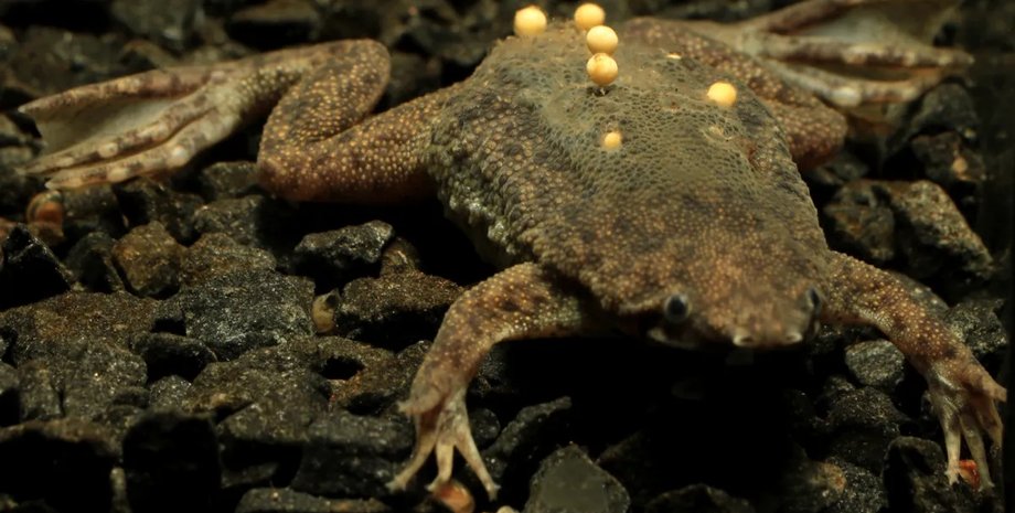 самка суринамської жаби