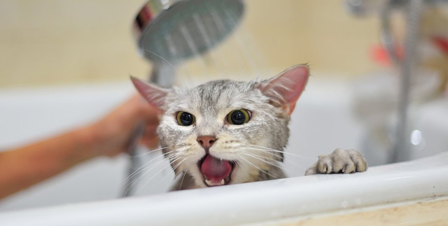 кошка, купание, как купать кошку