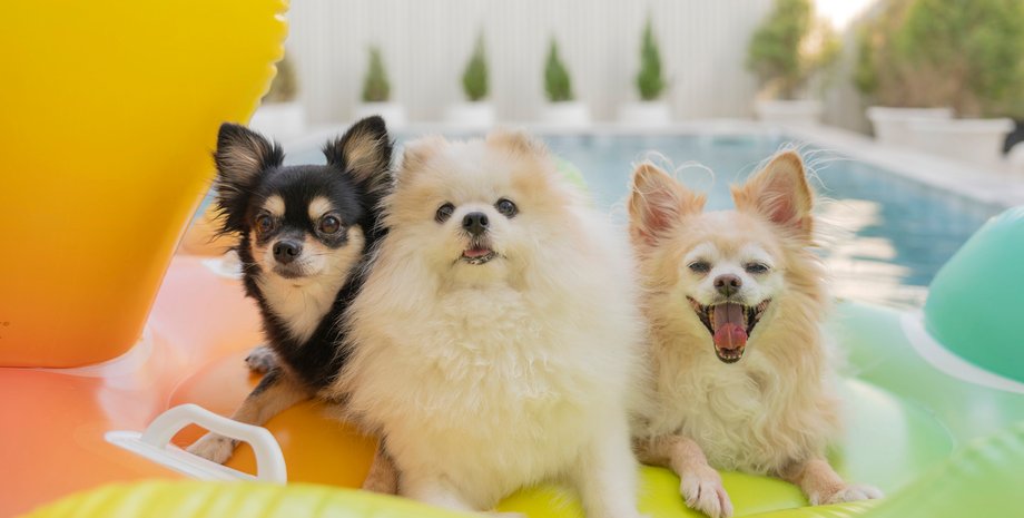 маленькі собаки