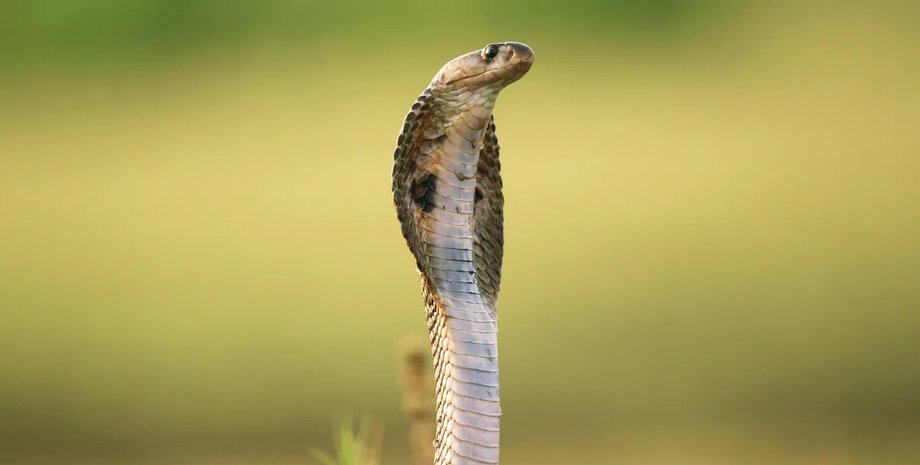 індійська кобра змія