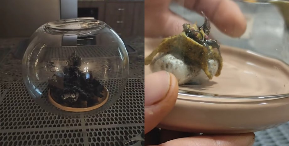 На фото камінь із темними щупальцями і слизом, поміщений у скляну ємність у будинку жителя Панами