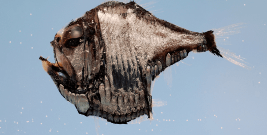 Рыба-топорик / Фото: SEFSC Pascagoula Laboratory; Collection of Brandi Noble, NOAA/NMFS/SEFSC