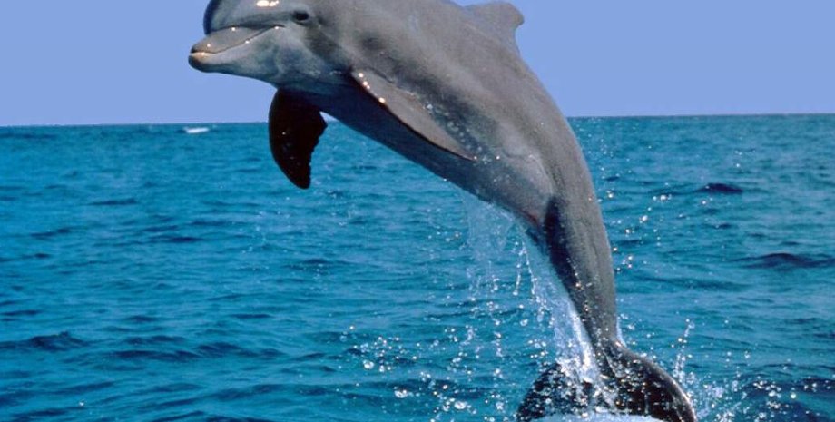 Иллюстративное фото: animalreader.ru