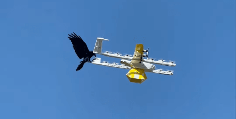 Ворон і безпілотник в Канберрі
