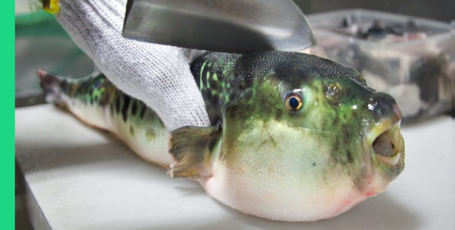 Рыба фугу, иглобрюх, смертоносная рыба, подарок друга, мужчина умер, опасная рыба, опасный яд, токсин, 20 видов,