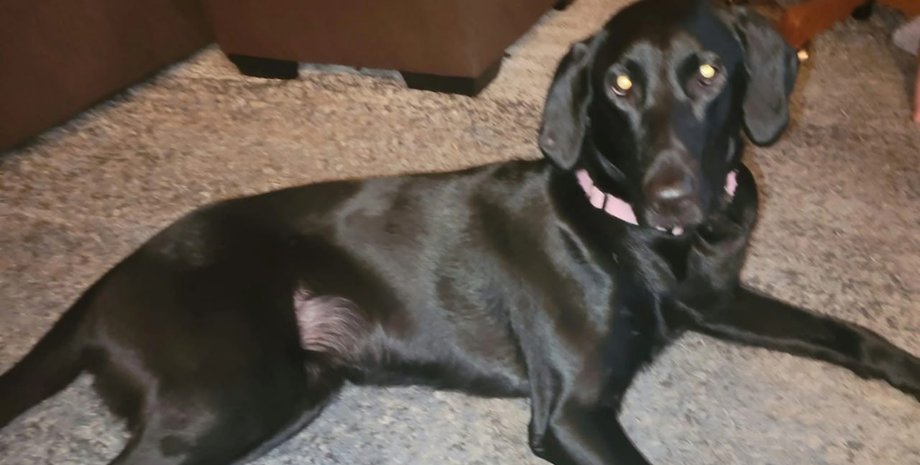 ДНК-тест для собаки, генетическая экспертиза, животные, домашние любимцы, курьезы, приколы, интересности