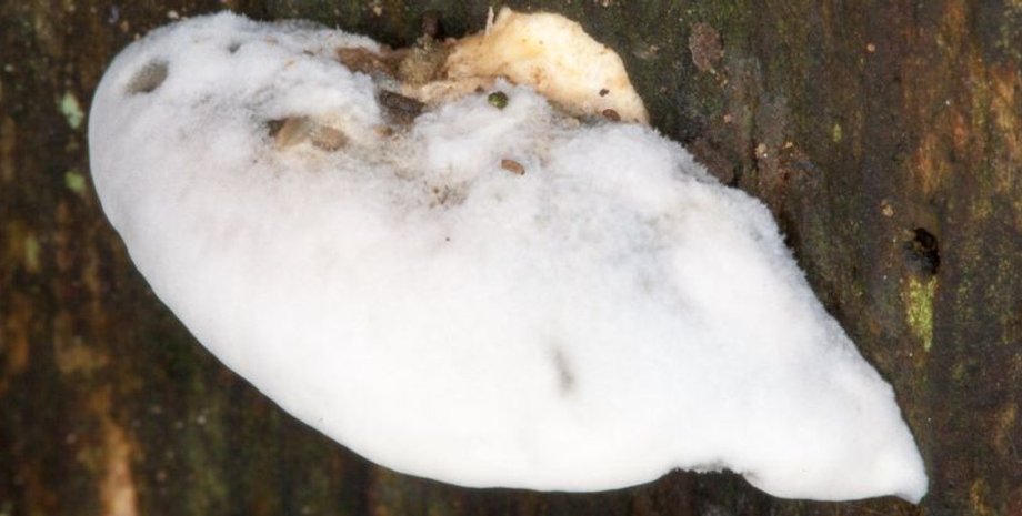 гриб, гриб трутовик