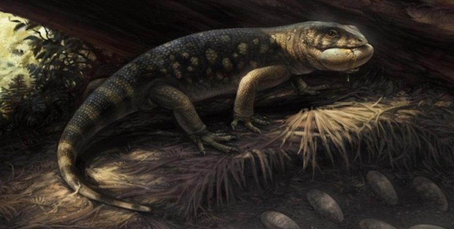 ящерица Bolg amondol