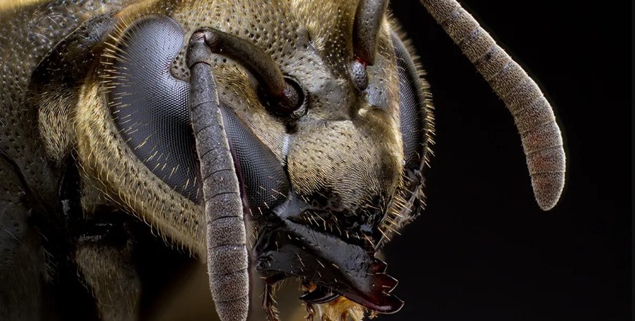 оса, медоносная оса, оса мед