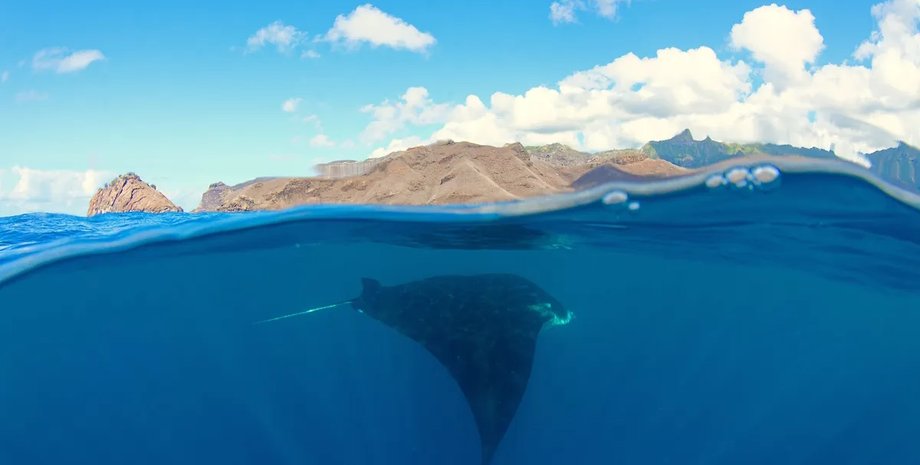 відкриття третього виду мант