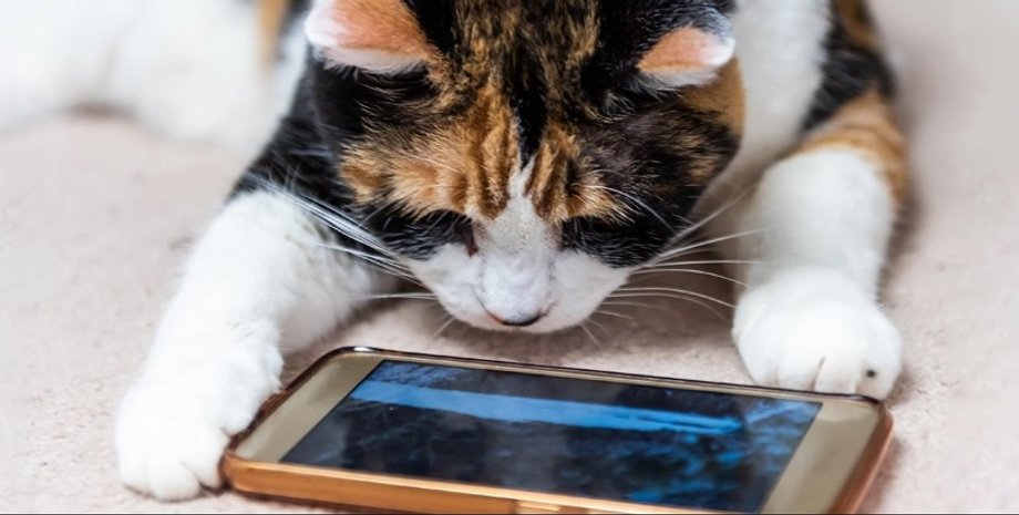 кот, прокрастинация