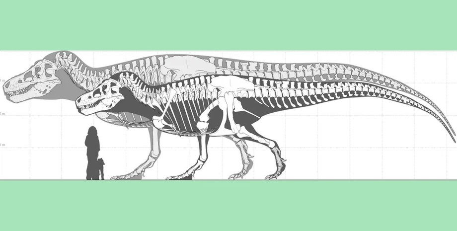 динозавры, крупные динозавры, тираннозавр