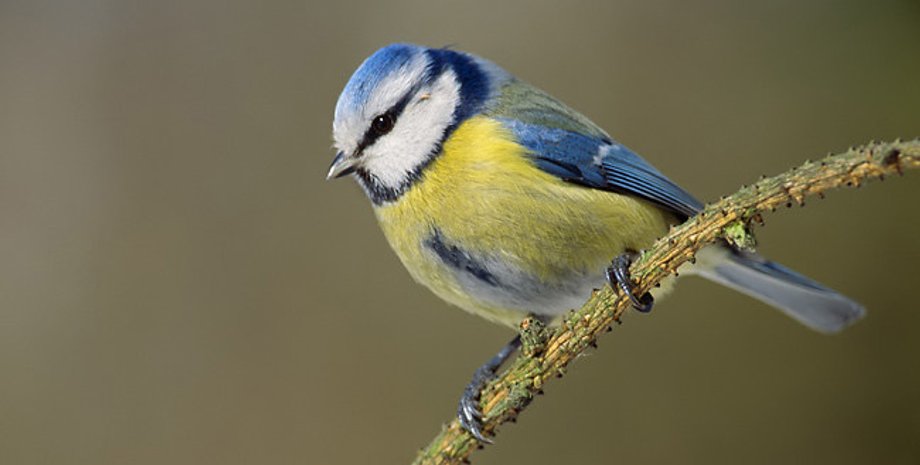 синя синиця, блакитна, синиця