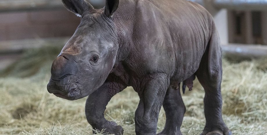 Фото: San Diego Zoo Global