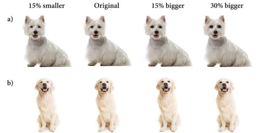 собаки, глаза собак, собаки и люди