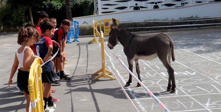 осел, дети, испания, Caga de la Burra