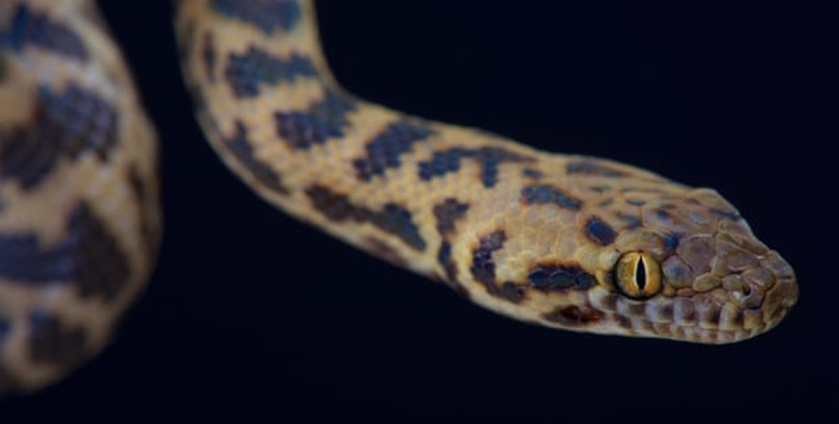 Фото: The Guardian