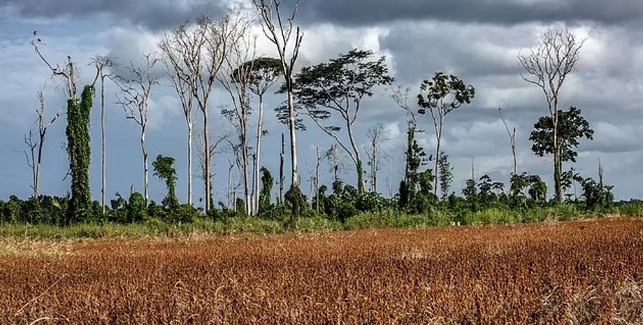 леса амазонки