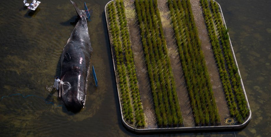 Фото: Getty Images