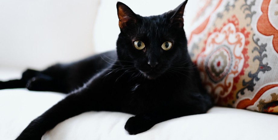 Чорна кішка