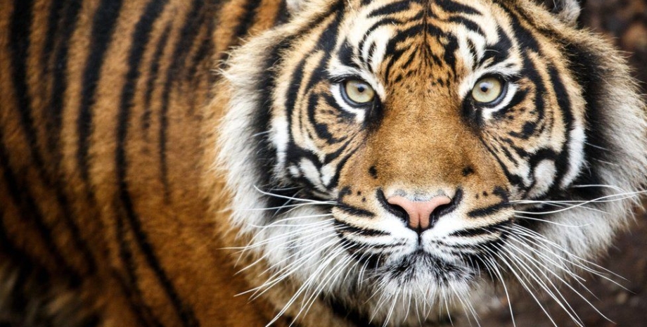 тигри, порятунок тигрів