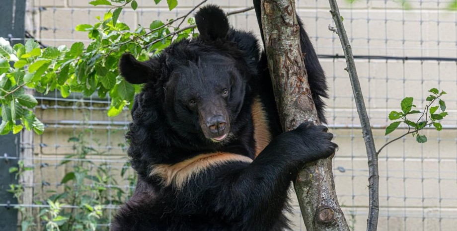 Медведь Ямполь, гималайский медведь, украинский медведь, медведь умер