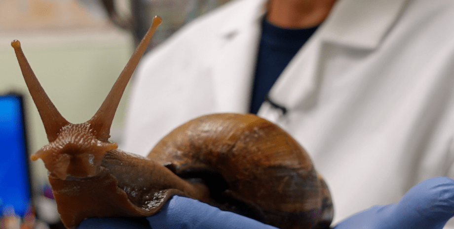 Африканская улитка Африканская улитка, гигантская улитка, моллюск, карантин, ввели карантин, Эскарго