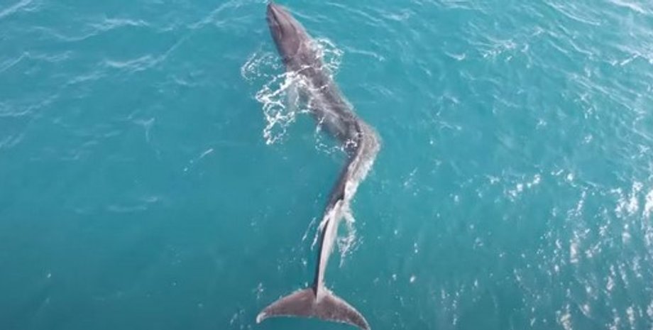 кит, фінвал, сколіоз, викривлення хребта