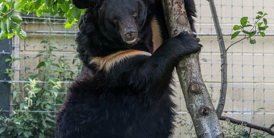 Ведмідь Ямпіль, гімалайський ведмідь, український ведмідь, ведмідь помер