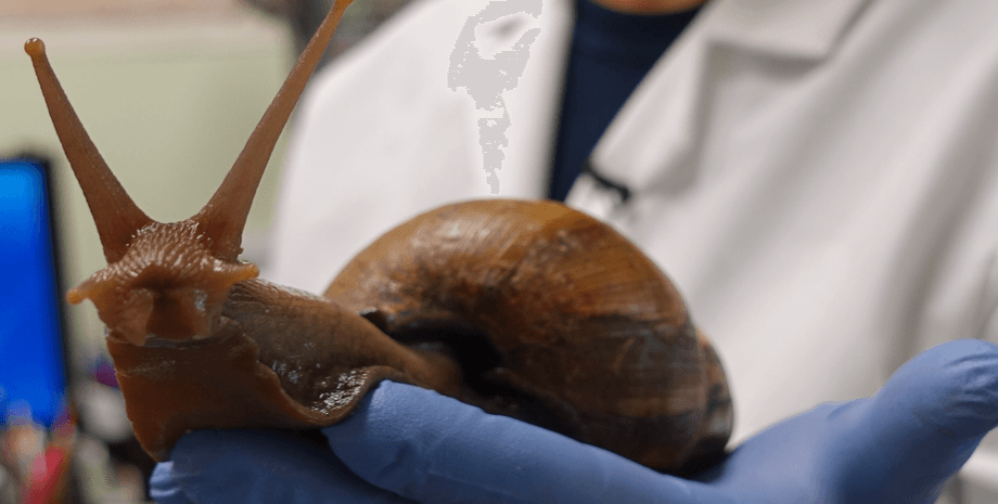 Африканская улитка, гигантская улитка, моллюск, карантин, ввели карантин, Эскарго