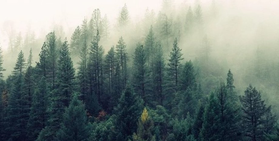 Ліс, дерева, туман