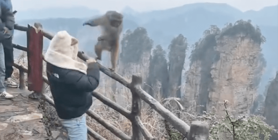 Драка с обезьяной, подрался с обезьяной, обезьяна, шимпанзе, Китай, Чжанцзяцзе