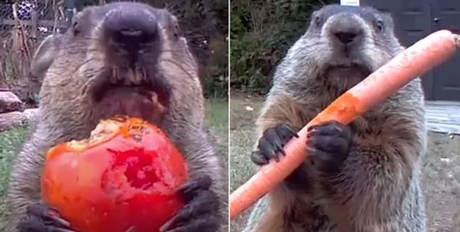 Джефф Пермар из США, сурок, животные, звери, курьезы, видео, приколы, YouTube