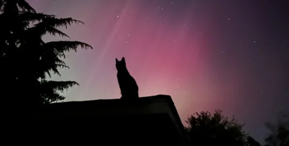Північне сяйво, кішка дивиться за північним сяйвом, природне явище, соцмережі, реакція кішки, домашня тварина, нічне небо
