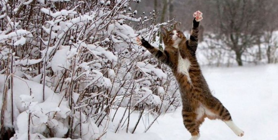 Фото из открытых источников