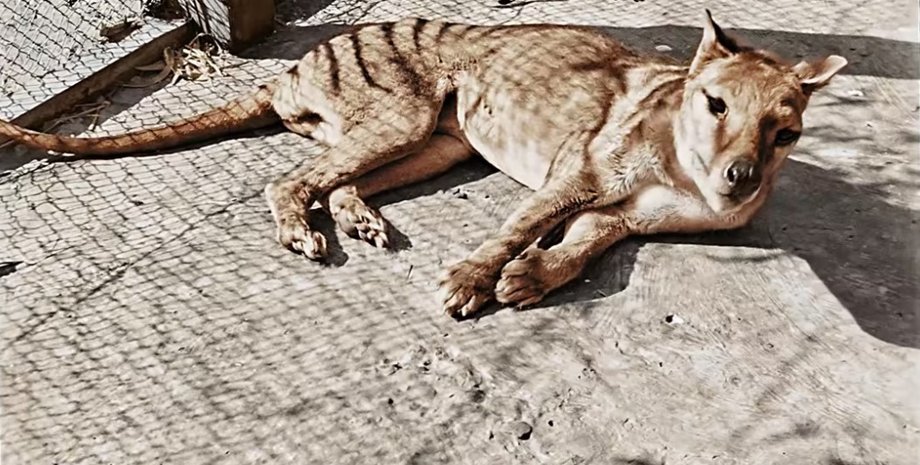 Бенджамин, сумчатый волк, вымирание