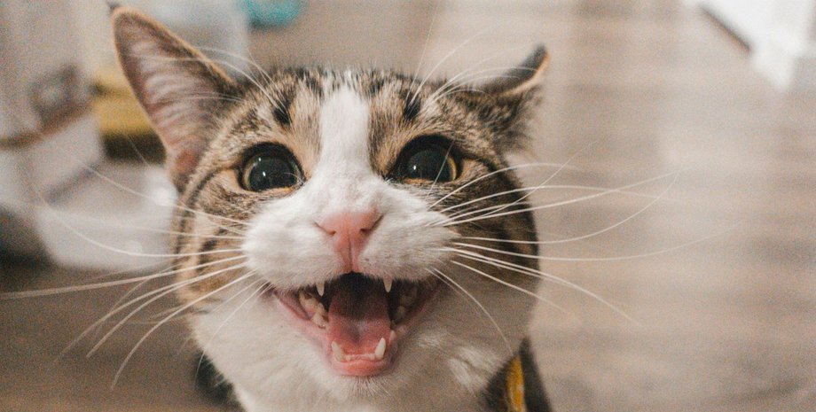 чому кіт мявкає