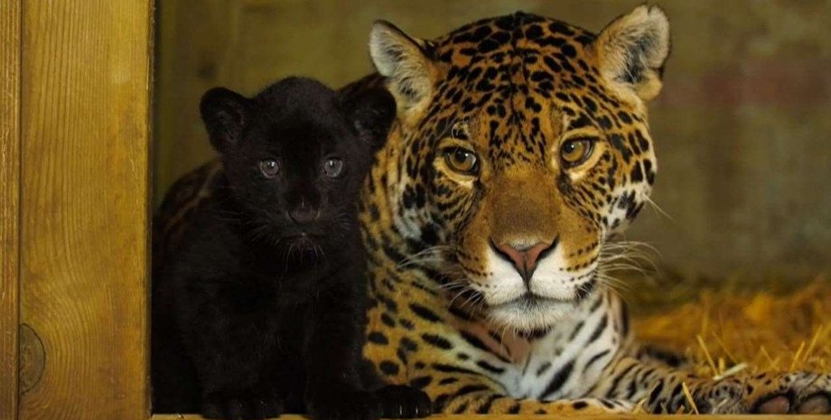 ягуар, дитинча