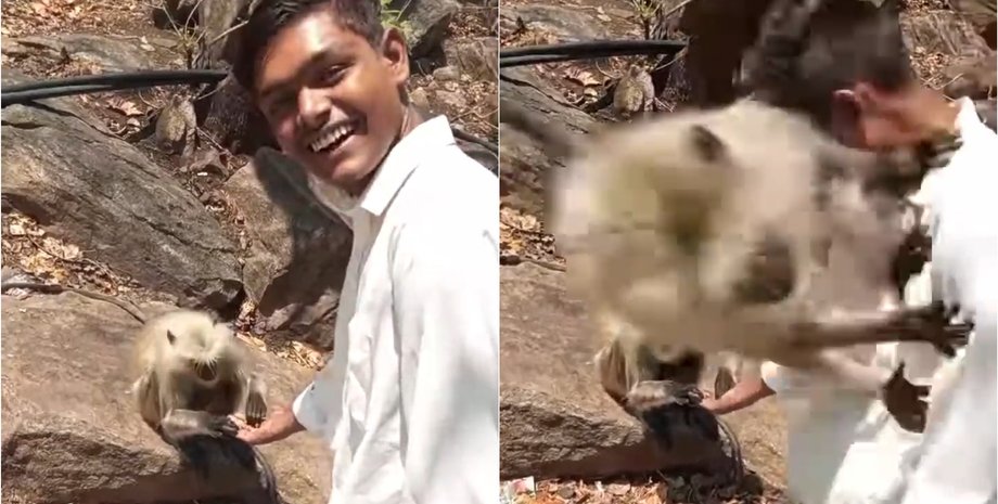 "Это мой человек": мужчина оказался в сцене ревности двух обезьянок