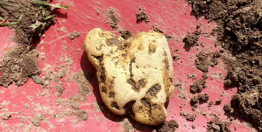 Золотий самородок, Велика Британія, мисливець за скарбами, знахідки, фото, мільйонер, аукціони, курйози