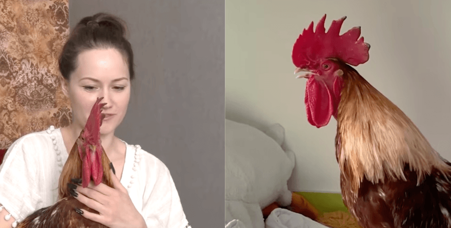 Українка Єлизавета живе у квартирі з півнем Ципою