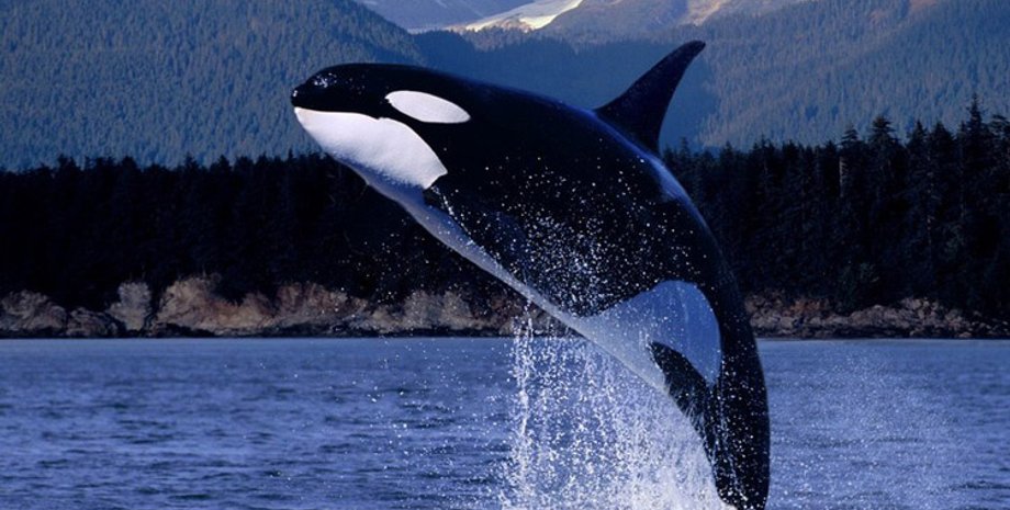 Фото: nimalsglobe.ru