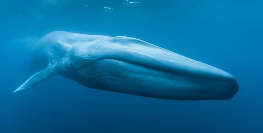 кит, синий кит