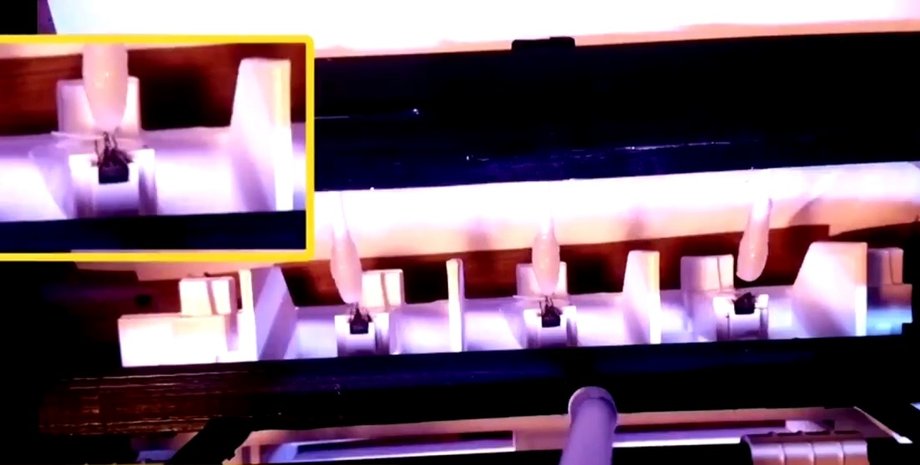 Пчелы, коронавирус