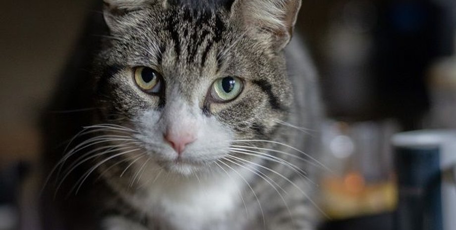 Фото: РБК-Украина