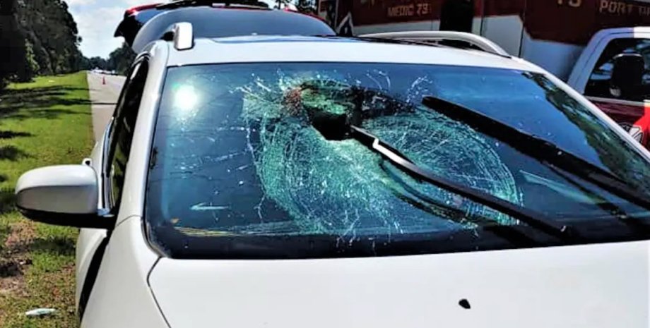 Черепаха пробила лобовое стекло авто
