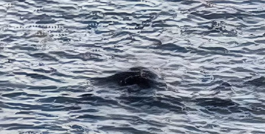 лох-несское чудовище